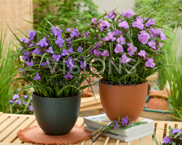 Tradescantia Sweet Elegance, Sweet Sapphire Tradescantia Sweet Elegance, Sweet Sapphire