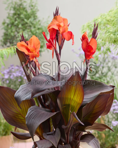 Canna Red Velvet Canna Red Velvet