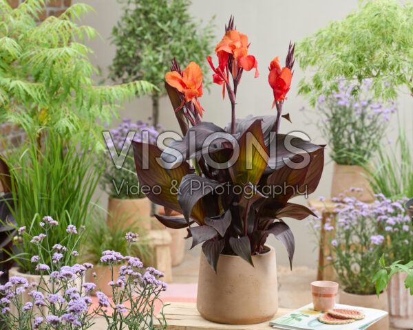 Canna Red Velvet Canna Red Velvet