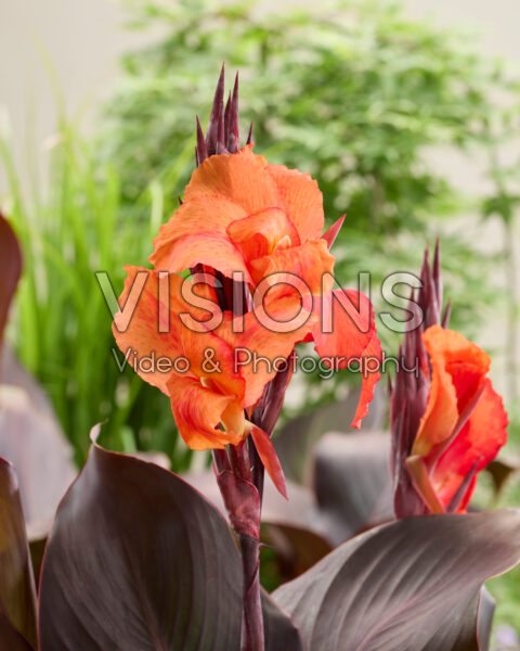 Canna Red Velvet Canna Red Velvet