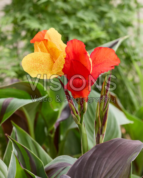 Canna Cleopatra Canna Cleopatra