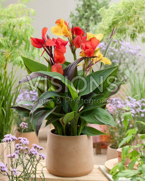 Canna Cleopatra Canna Cleopatra