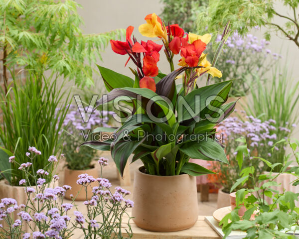 Canna Cleopatra Canna Cleopatra