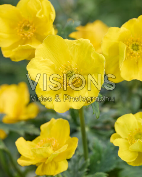 Trollius Janeri Trollius Janeri