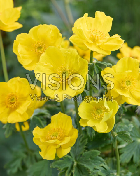 Trollius Janeri Trollius Janeri