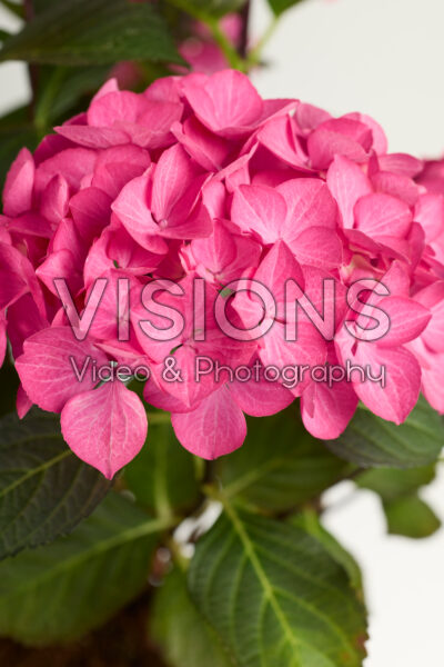 Hydrangea Black Steel® Red fox