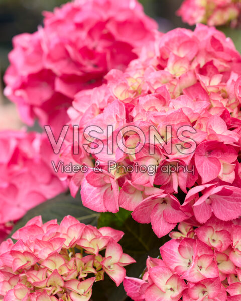 Hydrangea Black Steel® Red fox Hydrangea Black Steel® Red fox