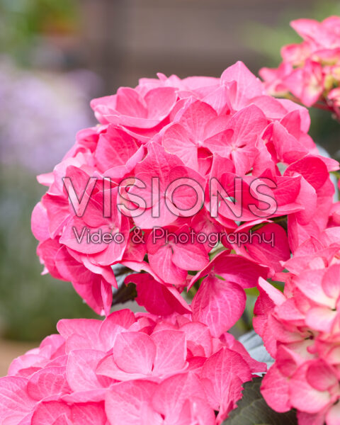 Hydrangea Black Steel® Red fox Hydrangea Black Steel® Red fox