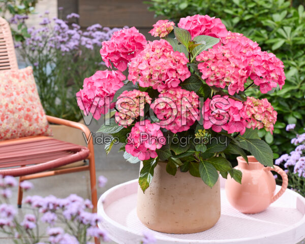 Hydrangea Black Steel® Red fox Hydrangea Black Steel® Red fox