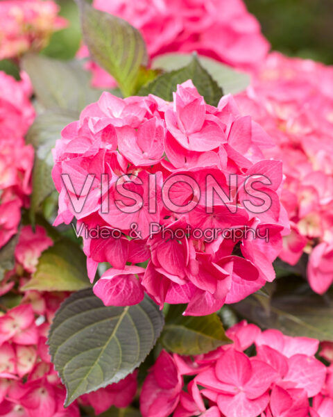 Hydrangea Black Steel® Red fox Hydrangea Black Steel® Red fox