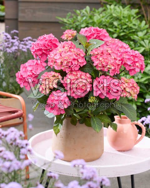 Hydrangea Black SteelĀ® Red fox Hydrangea Black SteelĀ® Red fox