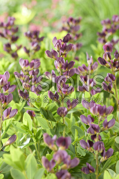 Baptisia Dusty Purple Baptisia Dusty Purple