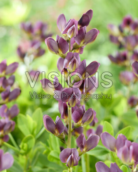 Baptisia Dusty Purple Baptisia Dusty Purple