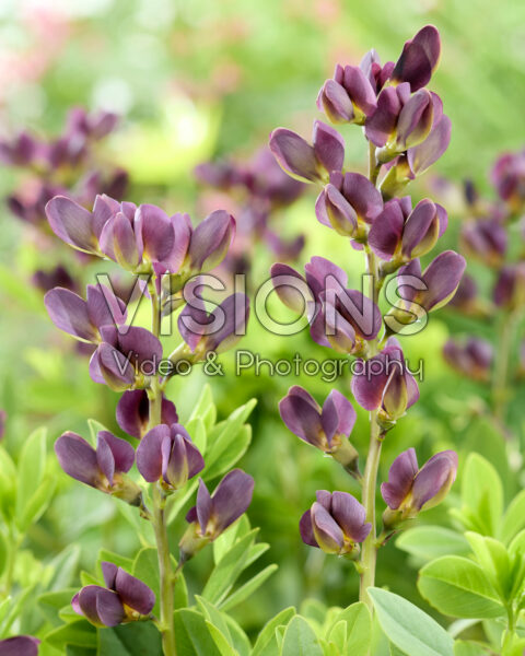 Baptisia Dusty Purple Baptisia Dusty Purple