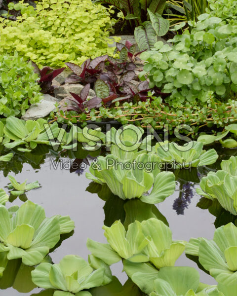 Pistia stratiotes