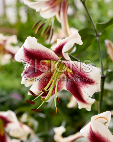 Lilium Beverly Dreams Lilium Beverly Dreams