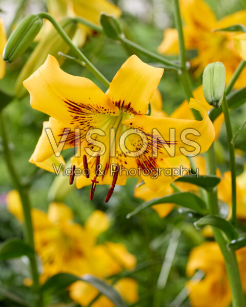Lilium Yellow Bruse Lilium Yellow Bruse