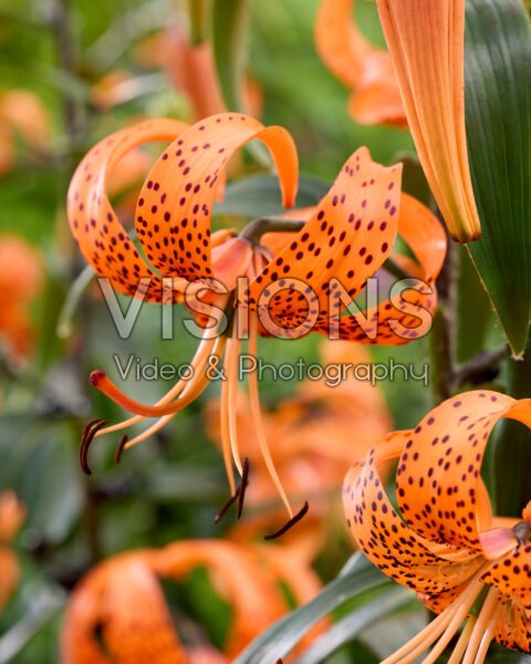 Lilium lancifolium Lilium lancifolium