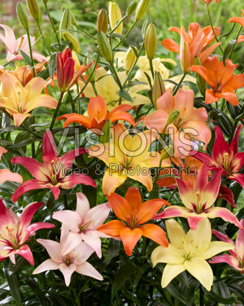 Lilium Easy mix Lilium Easy mix
