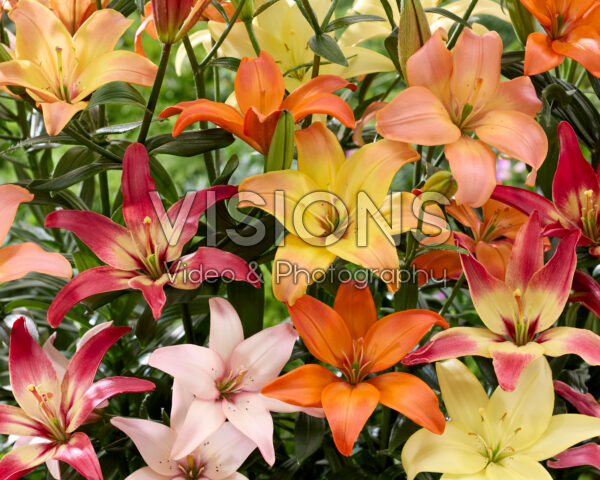 Lilium Easy mix Lilium Easy mix
