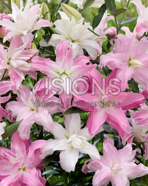 Lilium Lotus mix Lilium Lotus mix