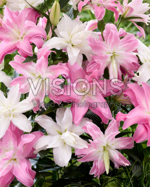 Lilium Lotus mix Lilium Lotus mix