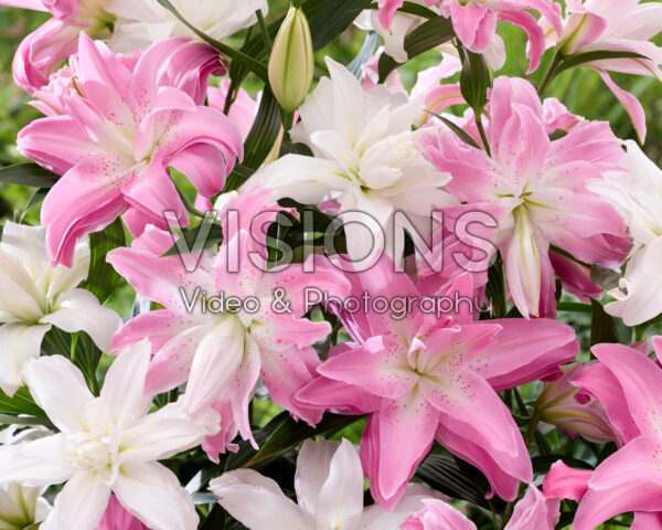 Lilium Lotus mix Lilium Lotus mix