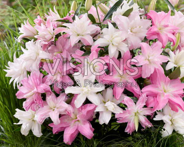 Lilium Lotus mix