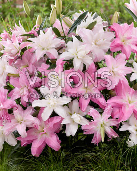 Lilium Lotus mix Lilium Lotus mix