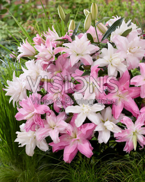 Lilium Lotus mix Lilium Lotus mix