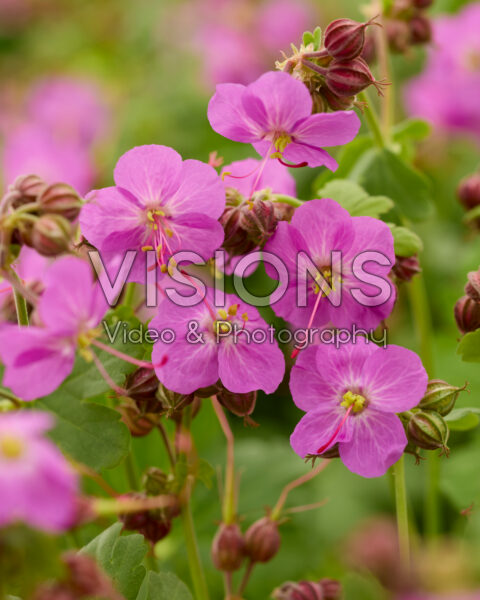 Geranium Geranimo Geranium Geranimo