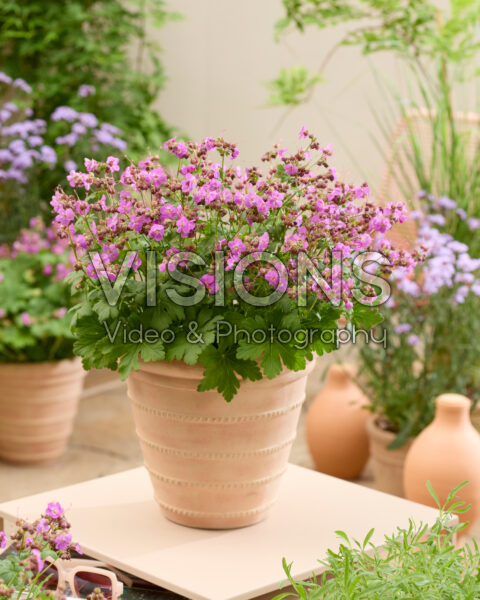 Geranium Geranimo Geranium Geranimo