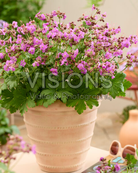 Geranium Geranimo Geranium Geranimo
