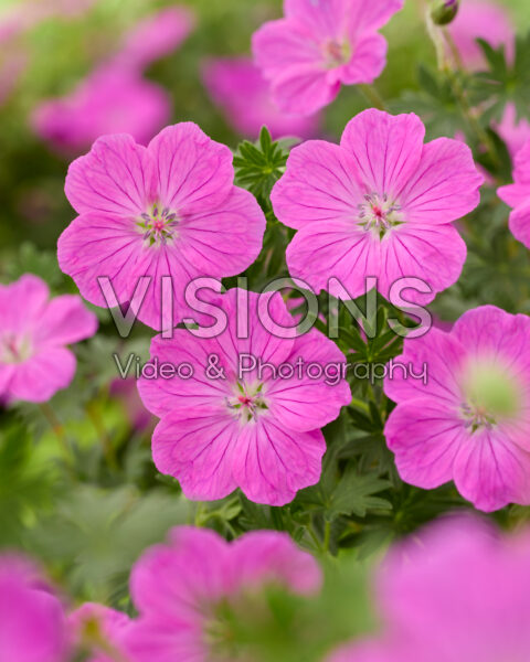 Geranium Frivolius™ Flashing Pink® Geranium Frivolius™ Flashing Pink®
