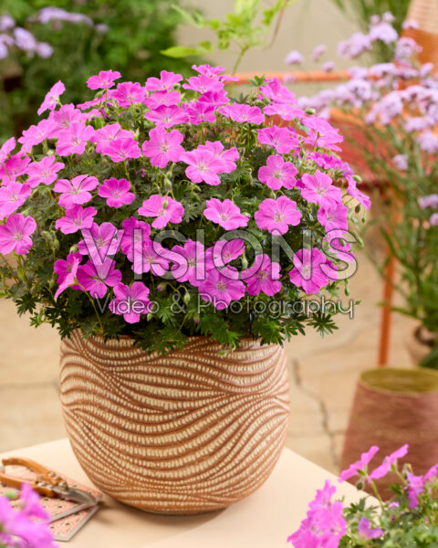 Geranium Frivolius™ Flashing Pink® Geranium Frivolius™ Flashing Pink®