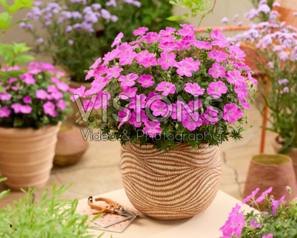 Geranium Frivolius™ Flashing Pink® Geranium Frivolius™ Flashing Pink®