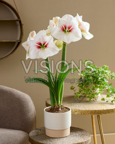 Hippeastrum Elsa Hippeastrum Elsa