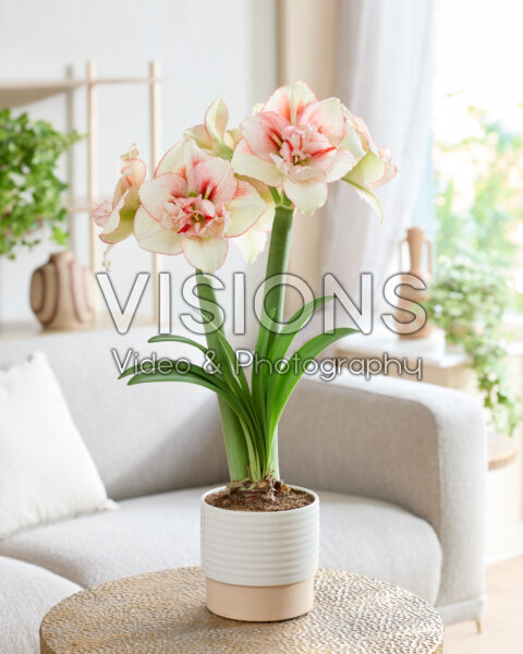 Hippeastrum Irinia Hippeastrum Irinia
