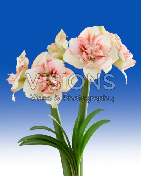 Hippeastrum Irinia Hippeastrum Irinia