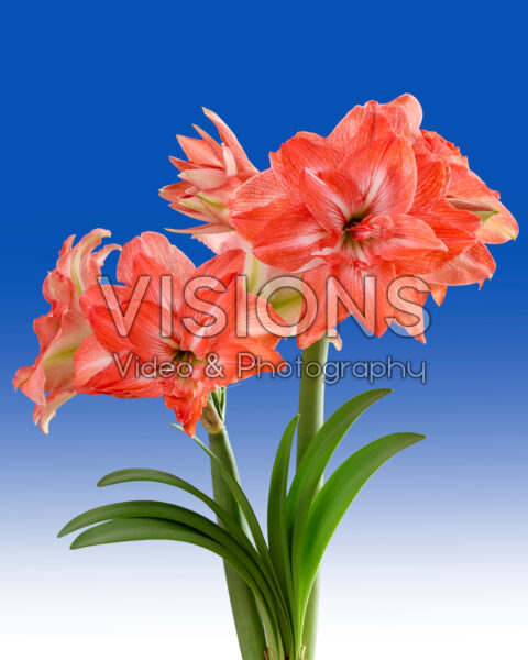 Hippeastrum Lady Jane Hippeastrum Lady Jane