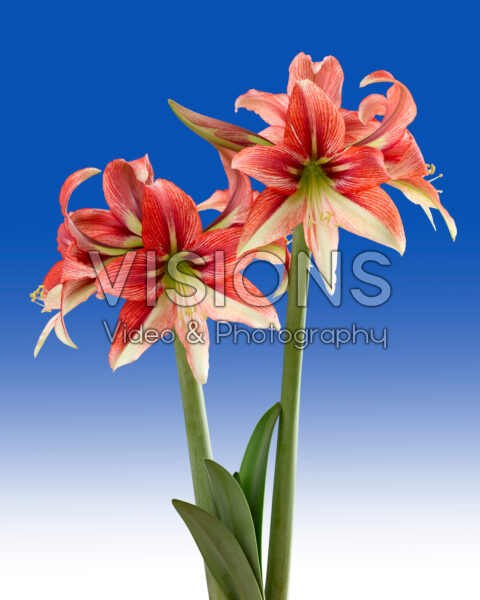 Hippeastrum Happy Valley Hippeastrum Happy Valley