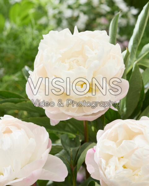 Paeonia Gardenia Paeonia Gardenia