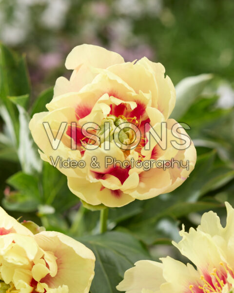 Paeonia Prairie Charm Paeonia Prairie Charm