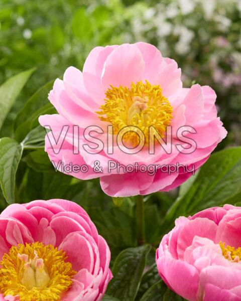 Paeonia Lora Paeonia Lora