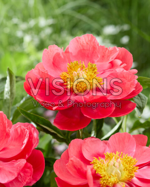 Paeonia Coral Magic Paeonia Coral Magic
