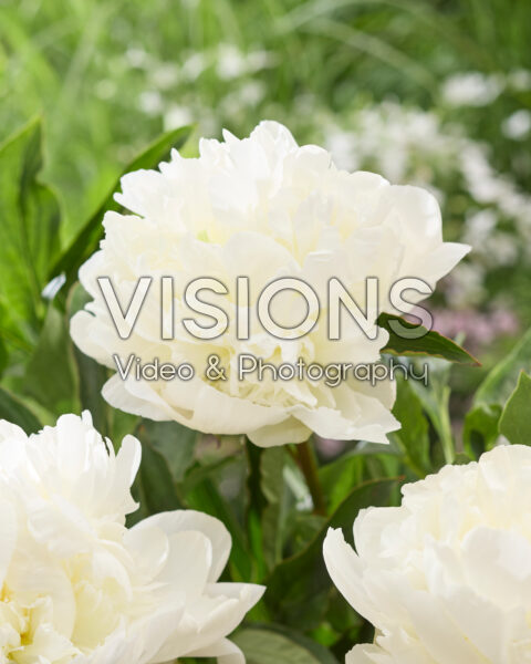 Paeonia Beauty in White