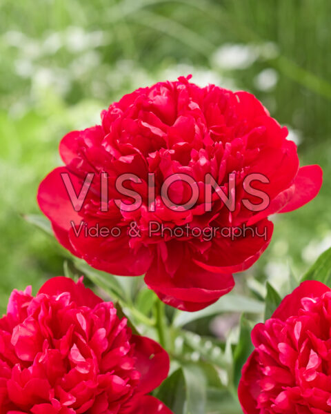 Paeonia Diana Parks Paeonia Diana Parks
