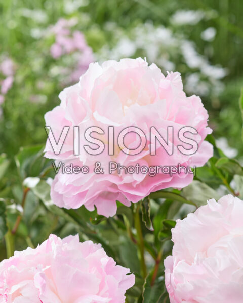 Paeonia Show Lady Paeonia Show Lady