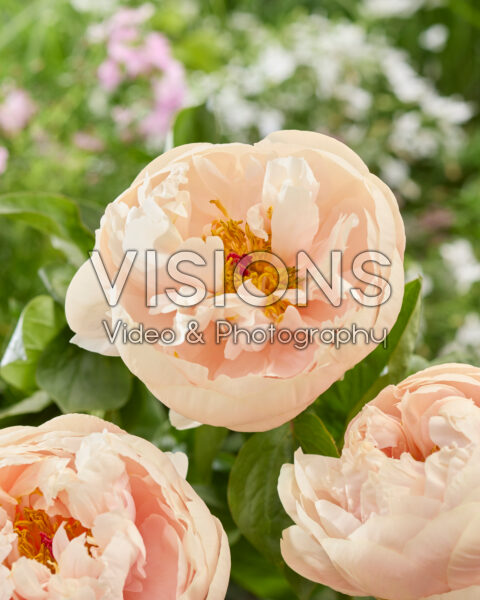 Paeonia Pastelegance Paeonia Pastelegance
