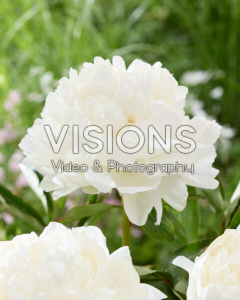 Paeonia Snow Princess Paeonia Snow Princess